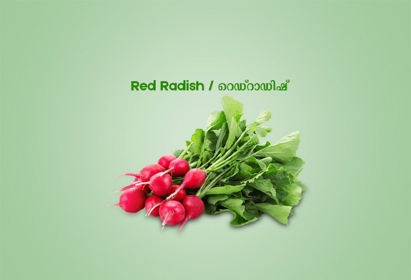 Red Radish / റെഡ്റാഡിഷ് - 250.00 gm Pack ( Ozone Washed)